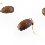 sprout germinated acorns